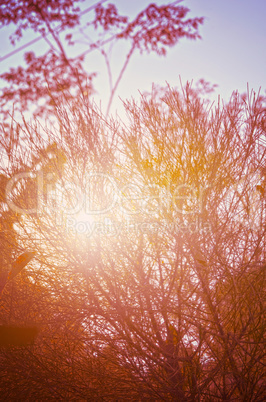 Autumn forest tree with sunset