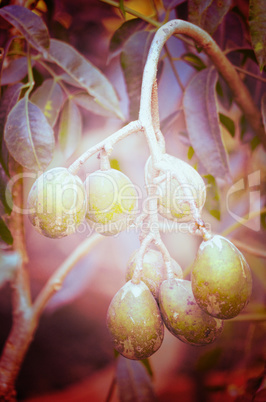 Olives in natural branch