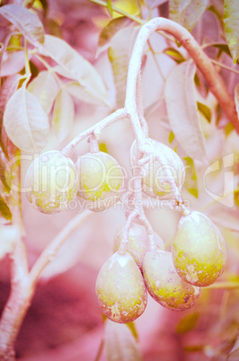 Olives in natural branch