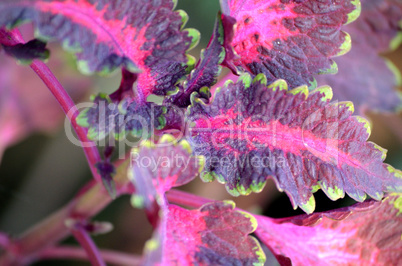 Colorful leaf