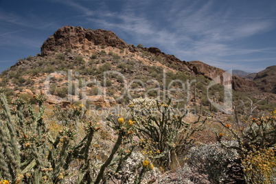 Theodore Roosevelt Lake, Arizona, USA