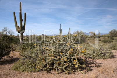 Lost Dutchman State Park, Arizona, USA