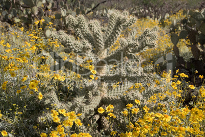 Kaktus im Saguaro-Nationalpark, Arizona, USA