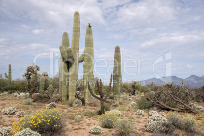 Saguaro-Nationalpark, Arizona, USA