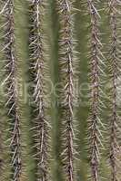 Kaktus im Saguaro-Nationalpark, Arizona, USA