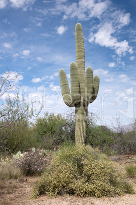 Saguaro-Nationalpark, Arizona, USA