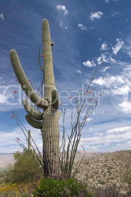 Saguaro-Nationalpark, Arizona, USA