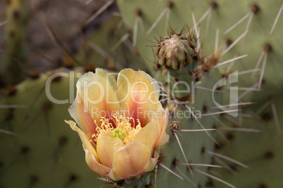 Kaktus im Saguaro-Nationalpark, Arizona, USA