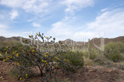 Saguaro-Nationalpark, Arizona, USA