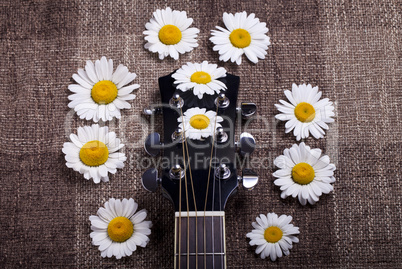 guitar and daisy flowers