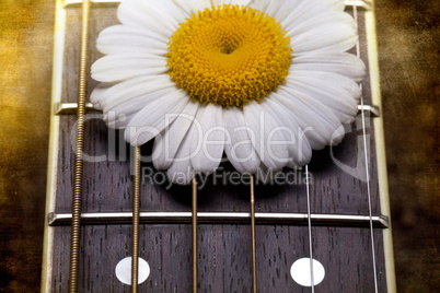 guitar and daisy flowers