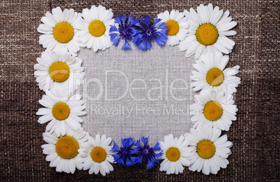 Frame daisy background wallpaper design