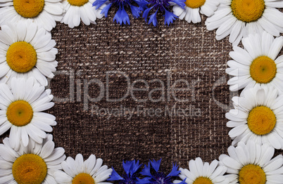 Frame daisy background wallpaper design