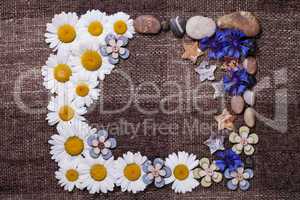 Frame daisy background wallpaper design