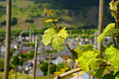 Weinstock bei Wintrich