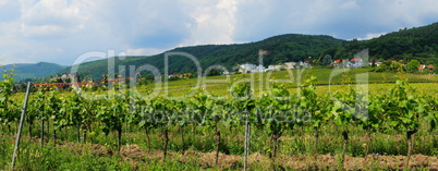 Neustadt-Haardt Panorama mit Weinbergen davor..