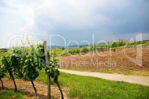 Weinlandschaft bei Herxheim