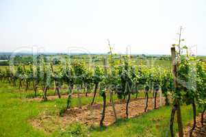 grüner Weinberg bei Herxheim in der Pfalz