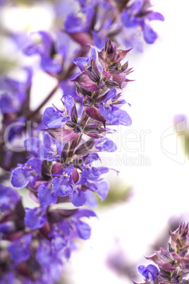 Lavendel