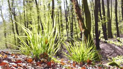 Gras im Wald