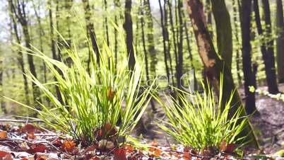 Gras im Wald