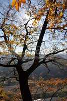 Baum im Elbsandsteingebirge, Gegenlicht