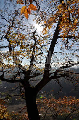 Baum im Elbsandsteingebirge, Gegenlicht