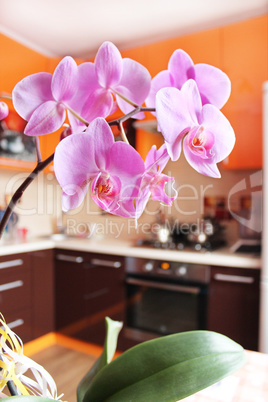 pink orchids in luxurious kitchen