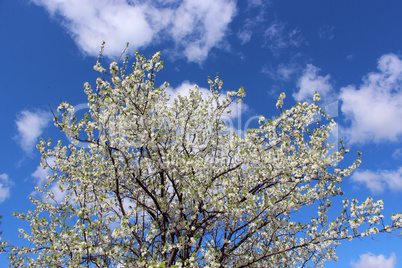 branch of blossoming tree of plum on background of the blue sky