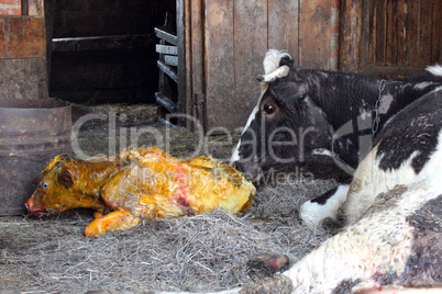 cow taking care of its just newborn calf