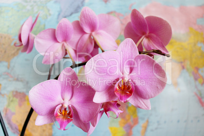 Orchid in geography class