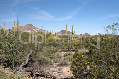 Organ Pipe Cactus N.M., Arizona, USA