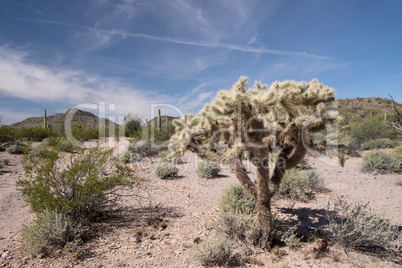 Organ Pipe Cactus N.M., Arizona, USA