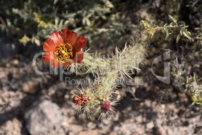 Kaktus im Organ Pipe Cactus N.M., Arizona, USA