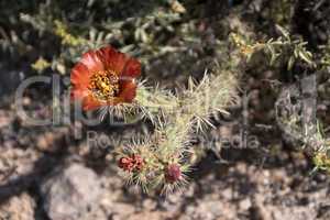 Kaktus im Organ Pipe Cactus N.M., Arizona, USA