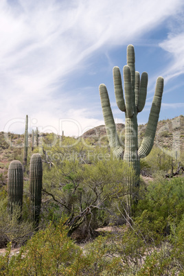 Organ Pipe Cactus N.M., Arizona, USA