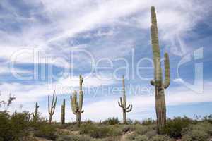 Organ Pipe Cactus N.M., Arizona, USA