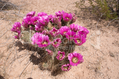 Kaktus im Organ Pipe Cactus N.M., Arizona, USA