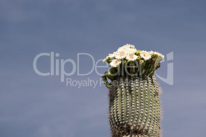 Kaktus im Organ Pipe Cactus N.M., Arizona, USA