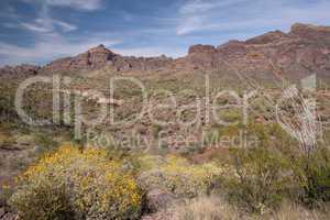 Organ Pipe Cactus N.M., Arizona, USA