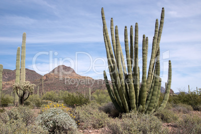 Organ Pipe Cactus N.M., Arizona, USA