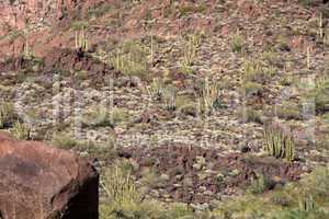 Organ Pipe Cactus N.M., Arizona, USA