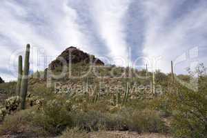 Organ Pipe Cactus N.M., Arizona, USA