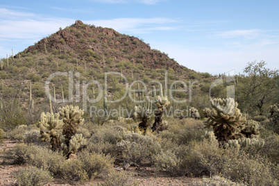 Organ Pipe Cactus N.M., Arizona, USA