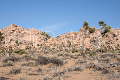 Joshua Tree National Park, Kalifornien, USA