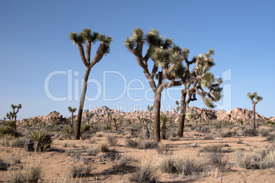 Joshua Tree National Park, Kalifornien, USA