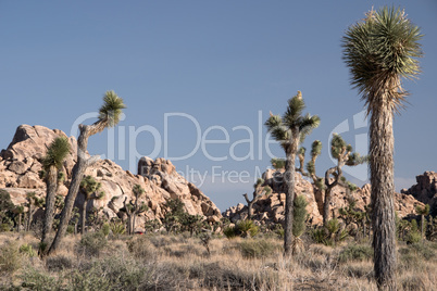 Joshua Tree National Park, Kalifornien, USA