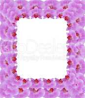 frame from pink petals of orchid