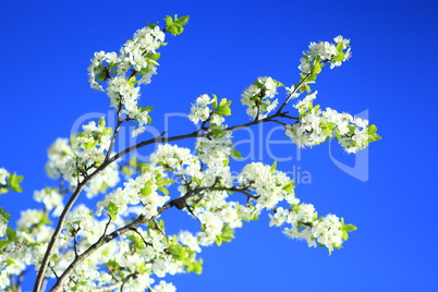 branch of blossoming tree of plum on background of the blue sky