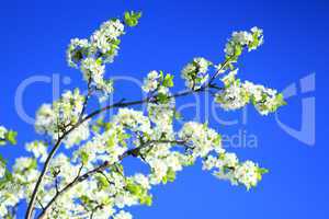 branch of blossoming tree of plum on background of the blue sky